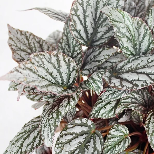 Begonia Rex grigia