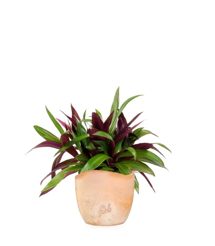 Tradescantia