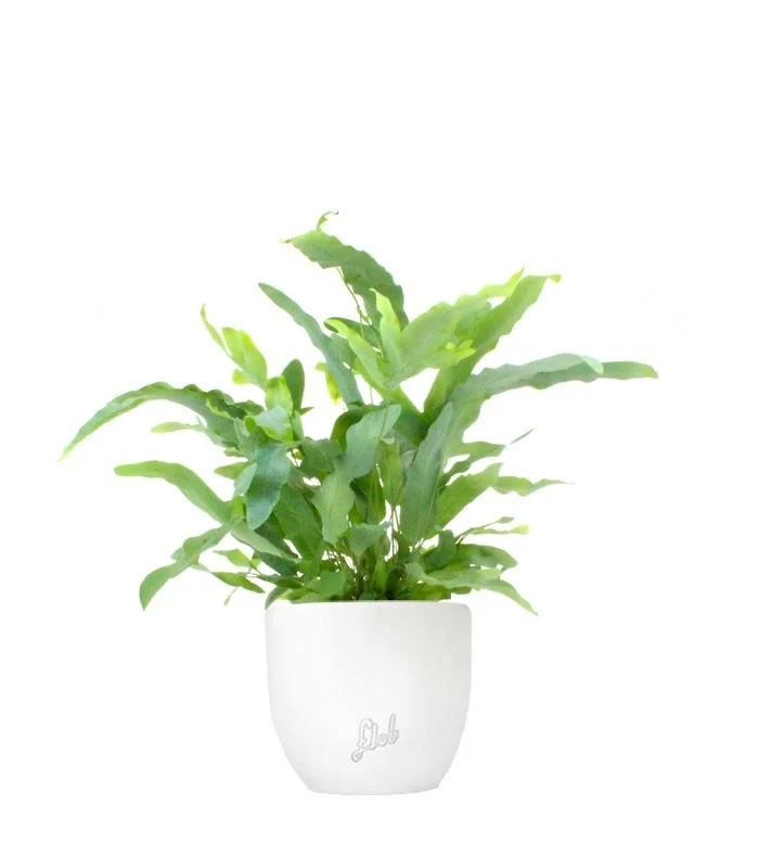 Phlebodium Blue Star