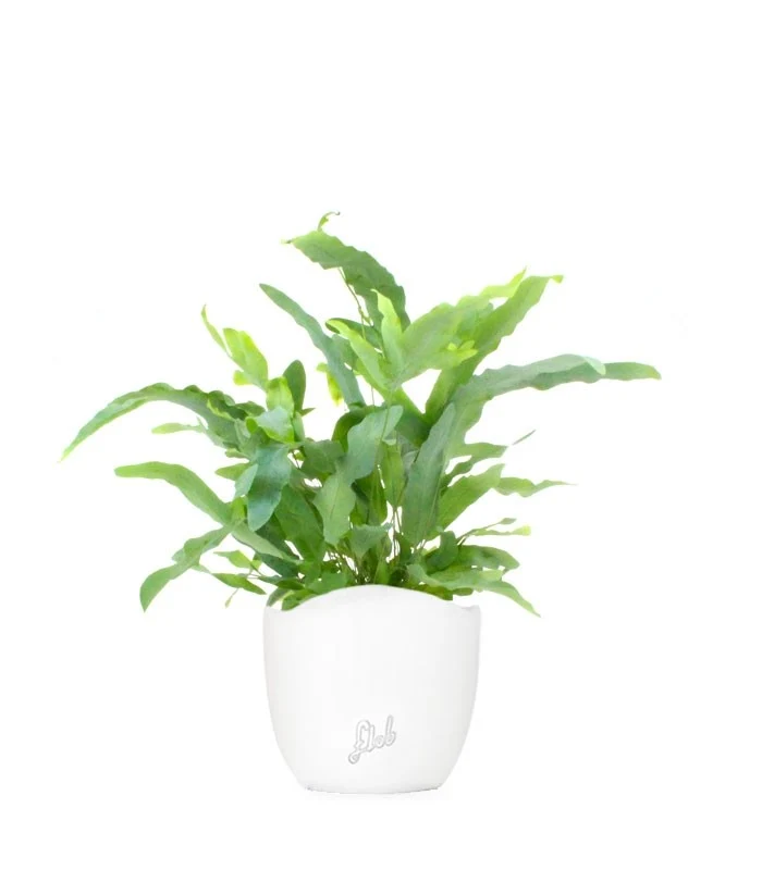 Phlebodium Blue Star