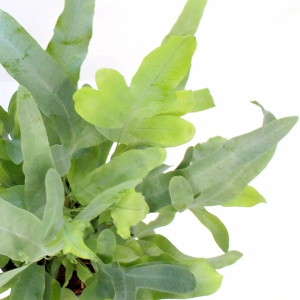 Phlebodium Blue Star