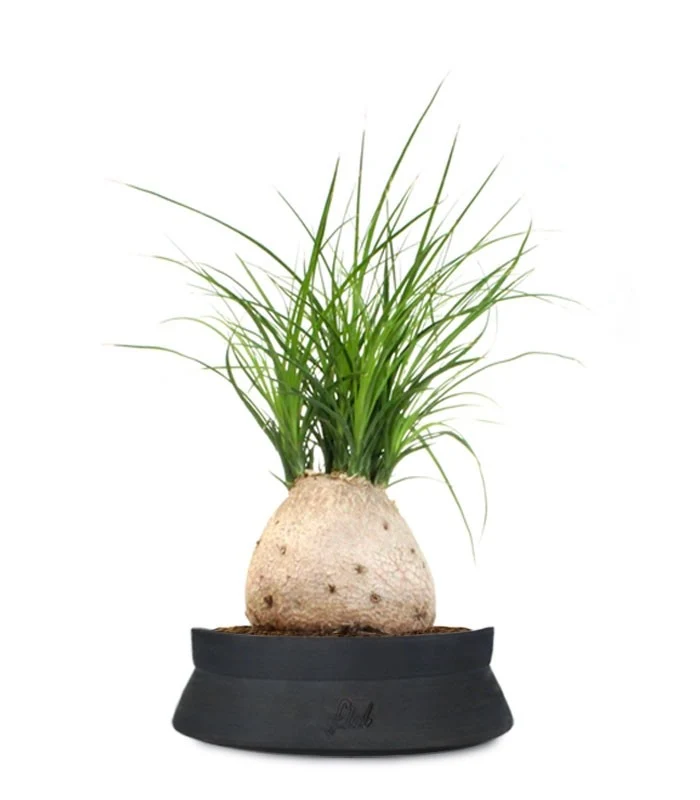 Beaucarnea Nolina