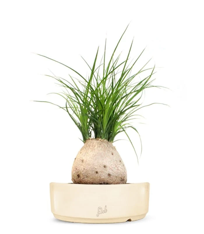 Beaucarnea Nolina