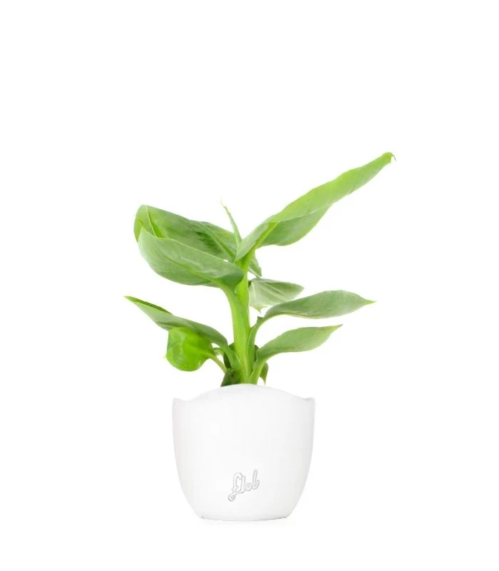 Pianta di banano tropicale