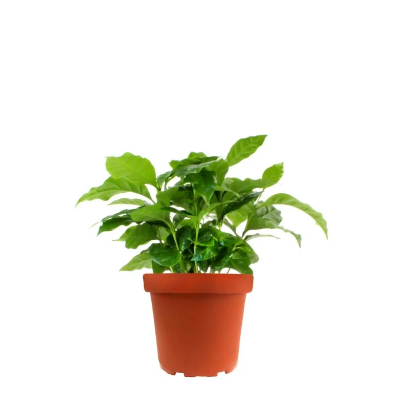 Pianta di Caffè Arabica