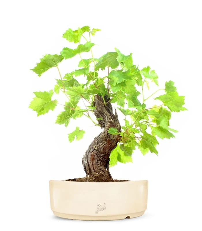 Bonsai Vite