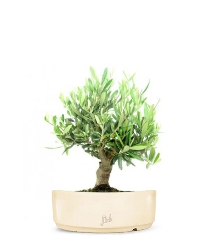 Olivo Italiano