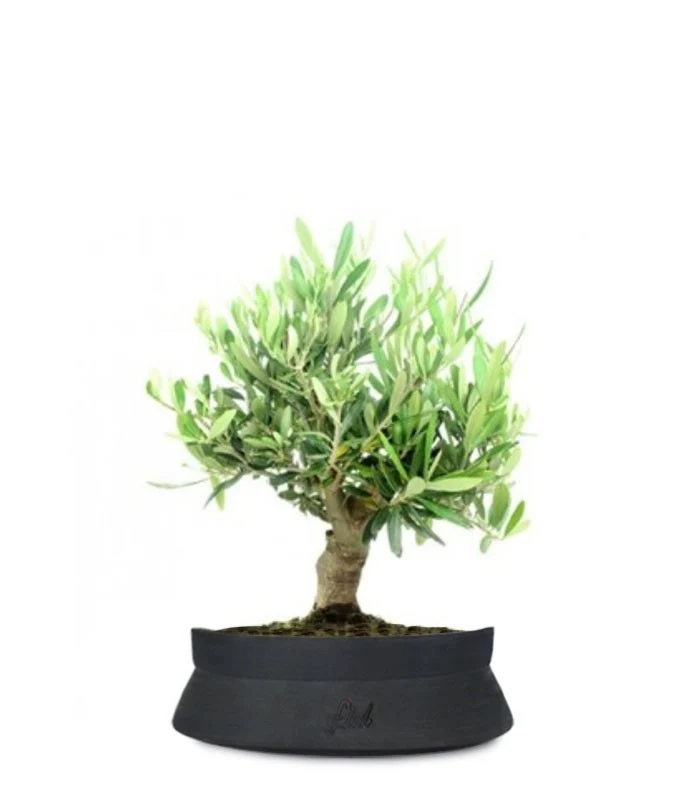 Olivo Italiano