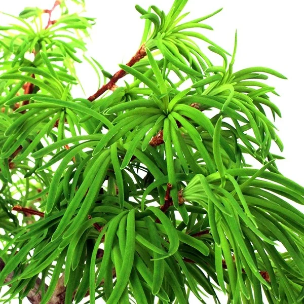 Pseudolarix boschetto