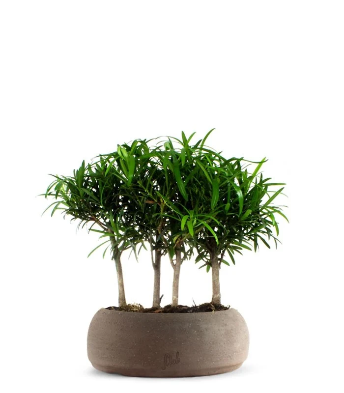 Podocarpus Boschetto L