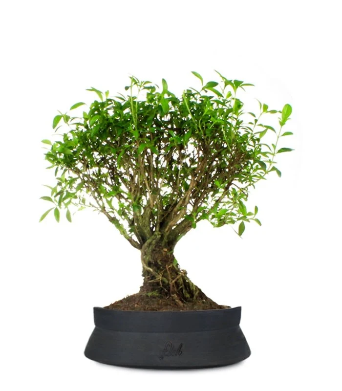 Serissa