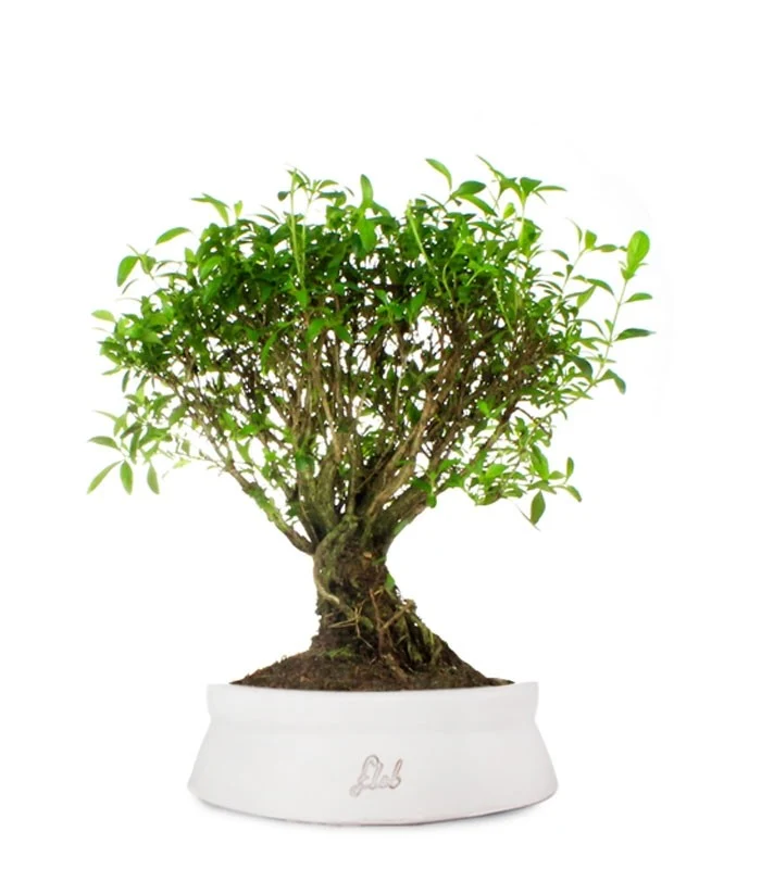 Serissa