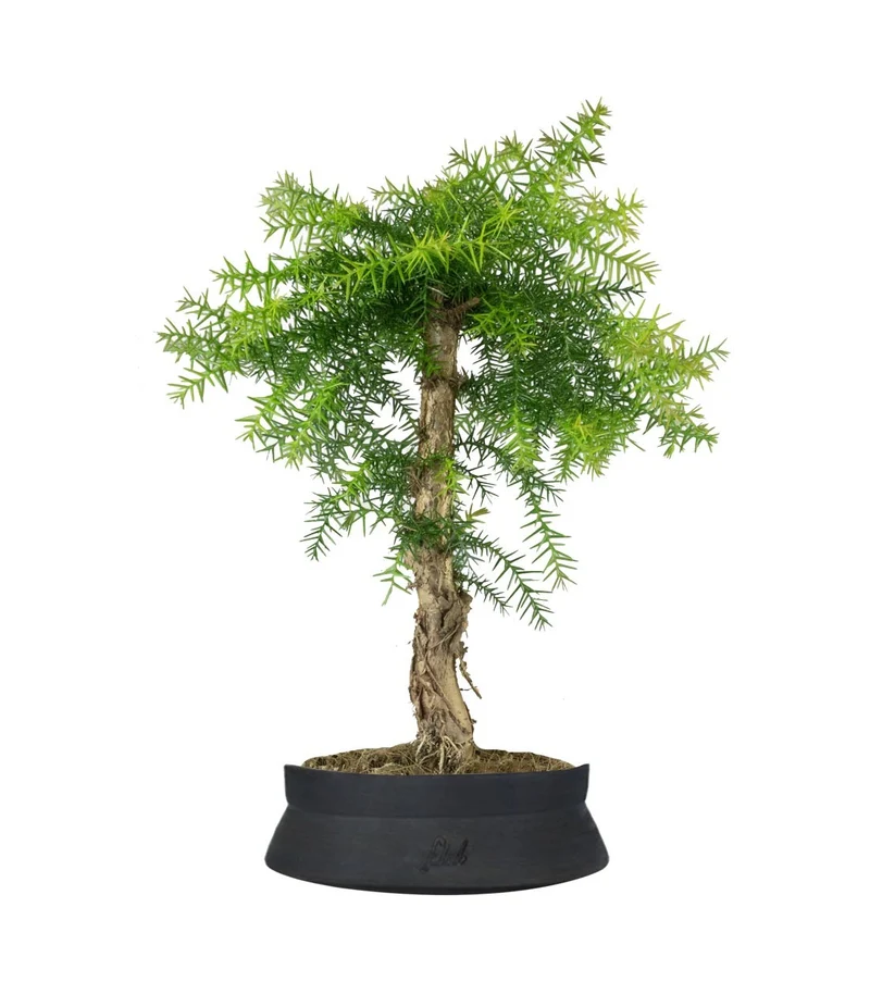 Araucaria