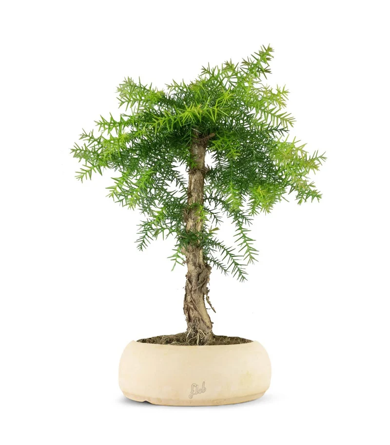 Araucaria
