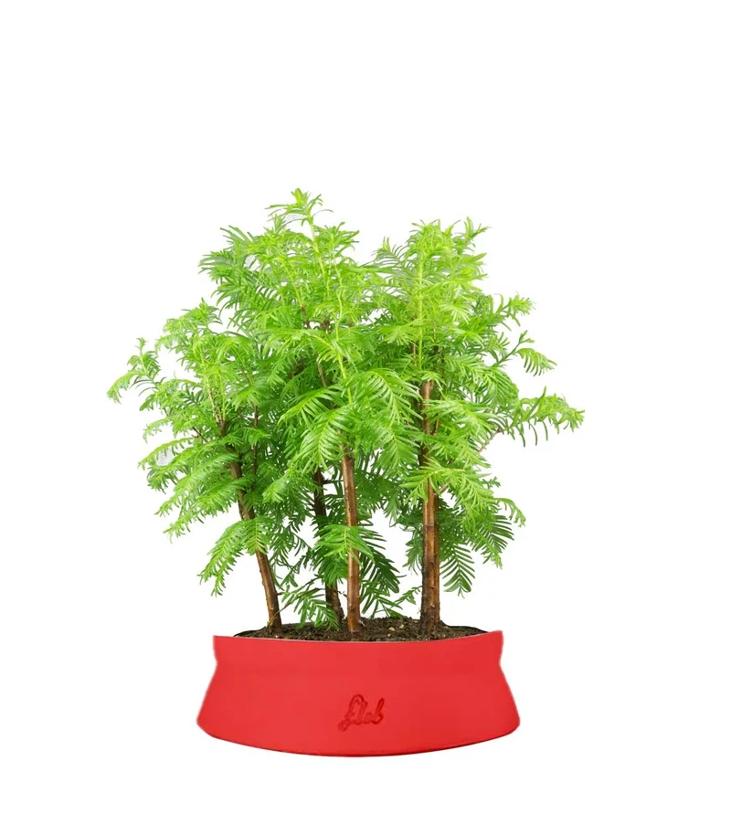 Metasequoia Boschetto M