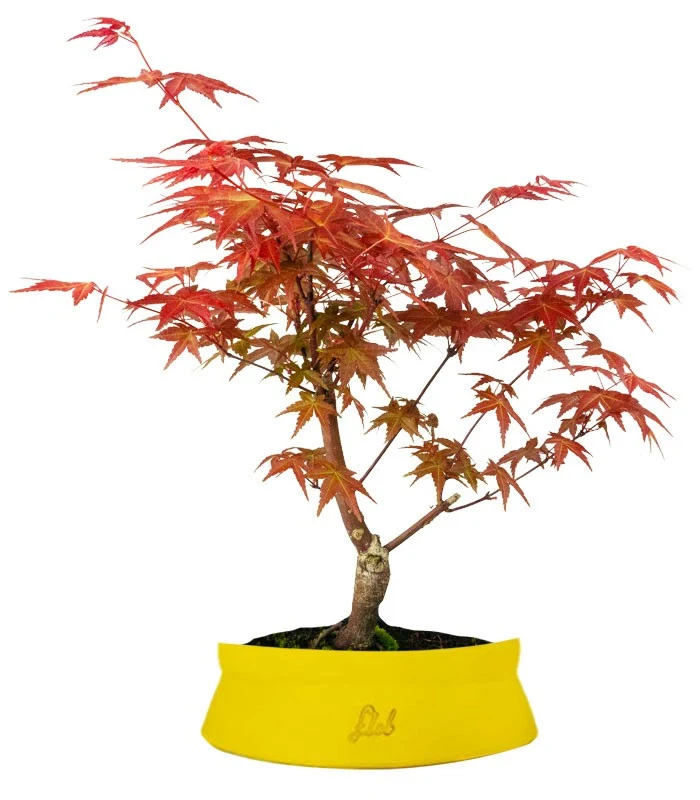 Acero Rosso L