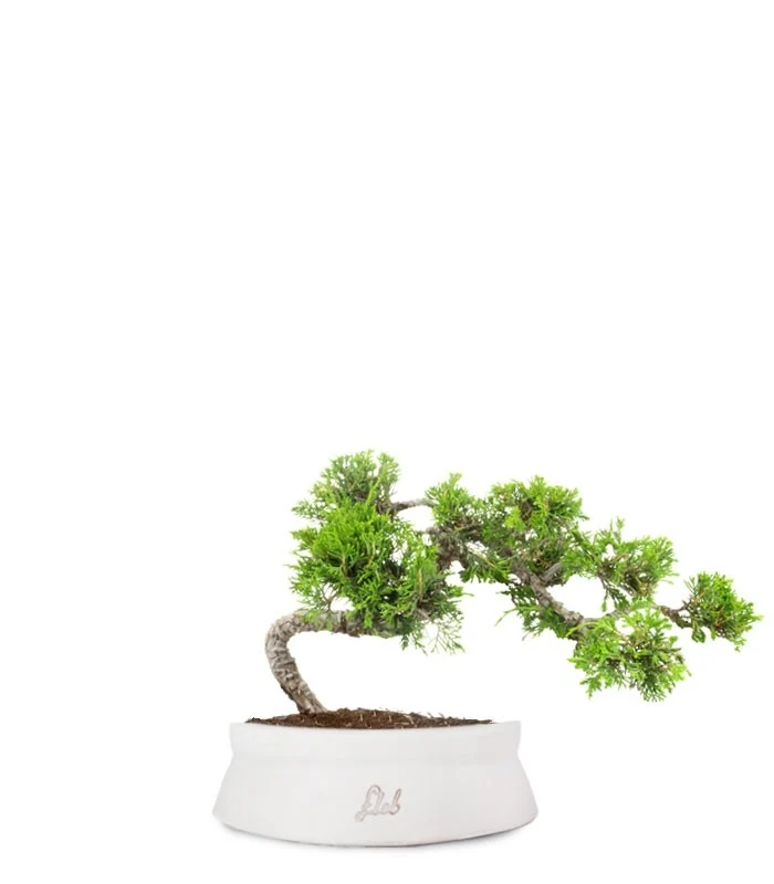 Juniperus Itoigawa semi cascata