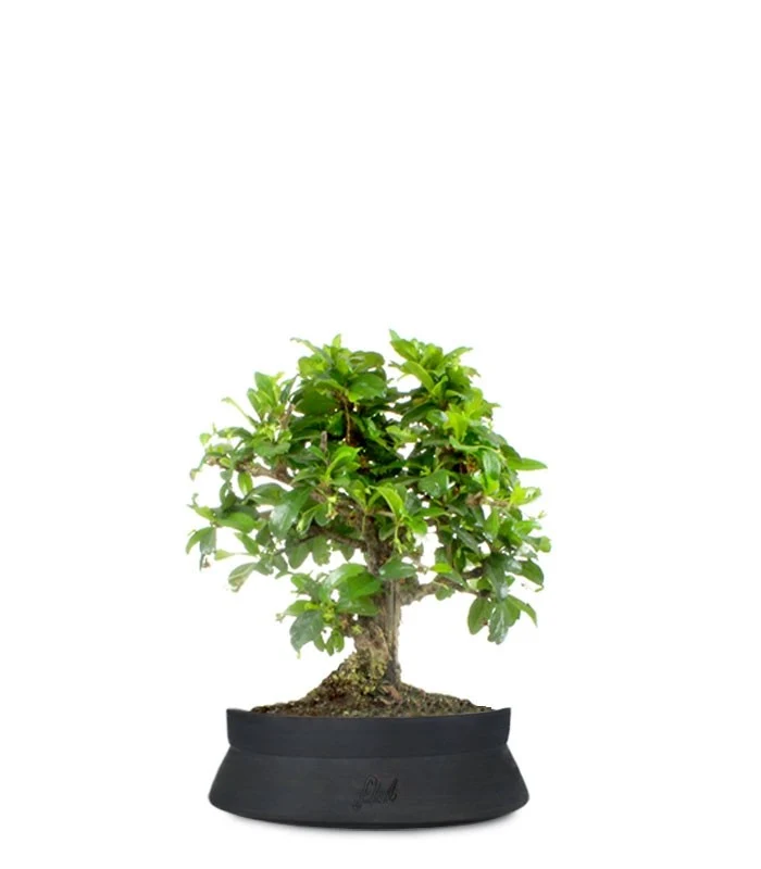 Bonsai Carmona