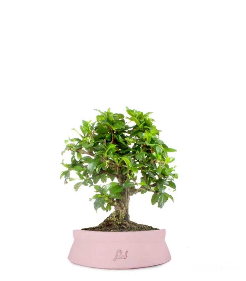 Bonsai Carmona