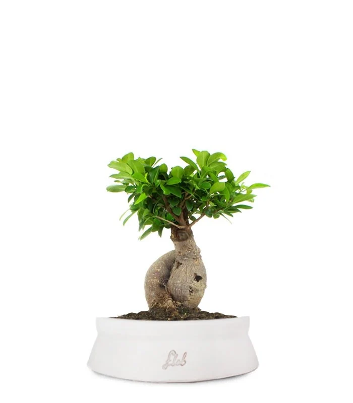 Ficus Ginseng M