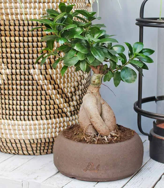 Ficus Ginseng M