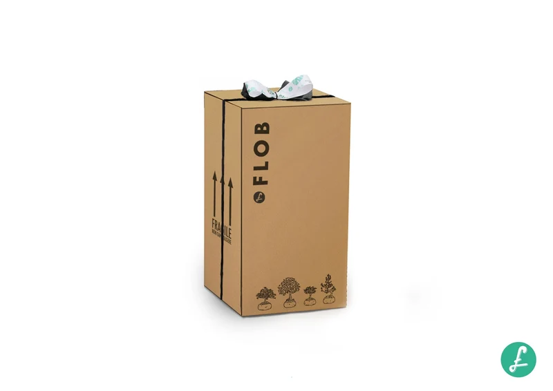Ficus Ginseng M