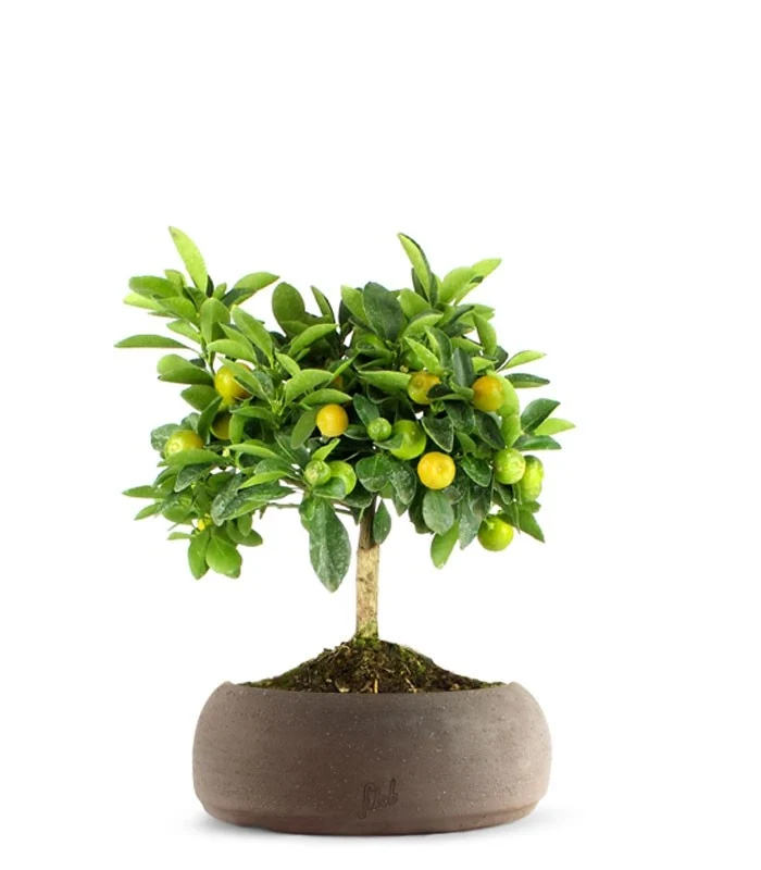 Limone Calamondino