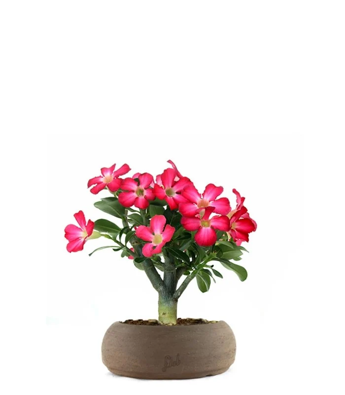 Rosa del deserto | Adenium Obesum