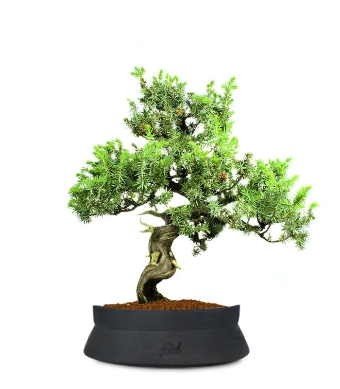 Ginepro Rigida