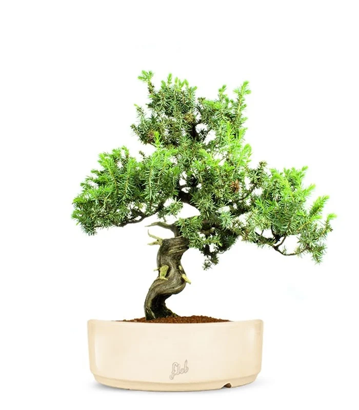 Ginepro Rigida