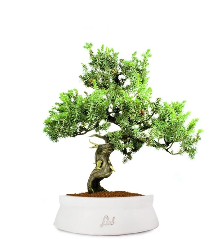 Ginepro Rigida