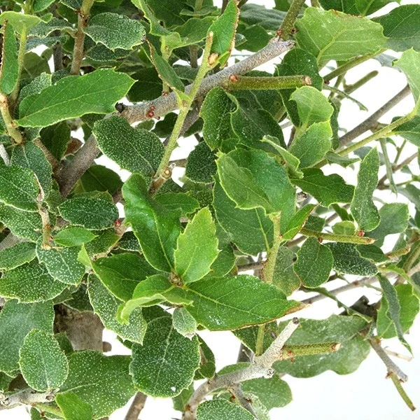 Quercia Sughera