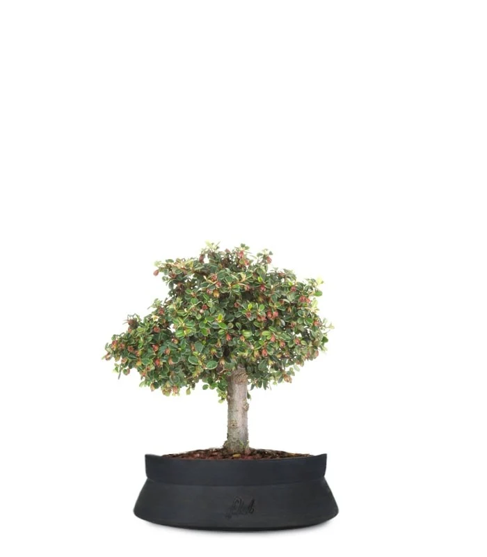 Cotoneaster Alberello