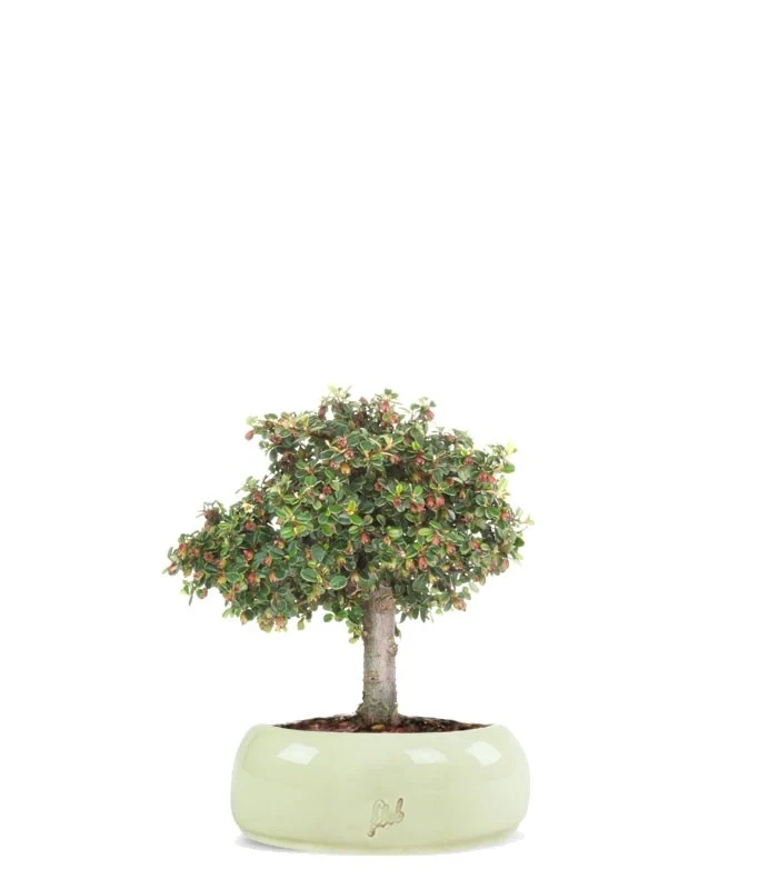 Cotoneaster Alberello