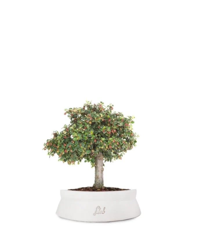 Cotoneaster Alberello