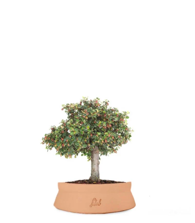Cotoneaster Alberello