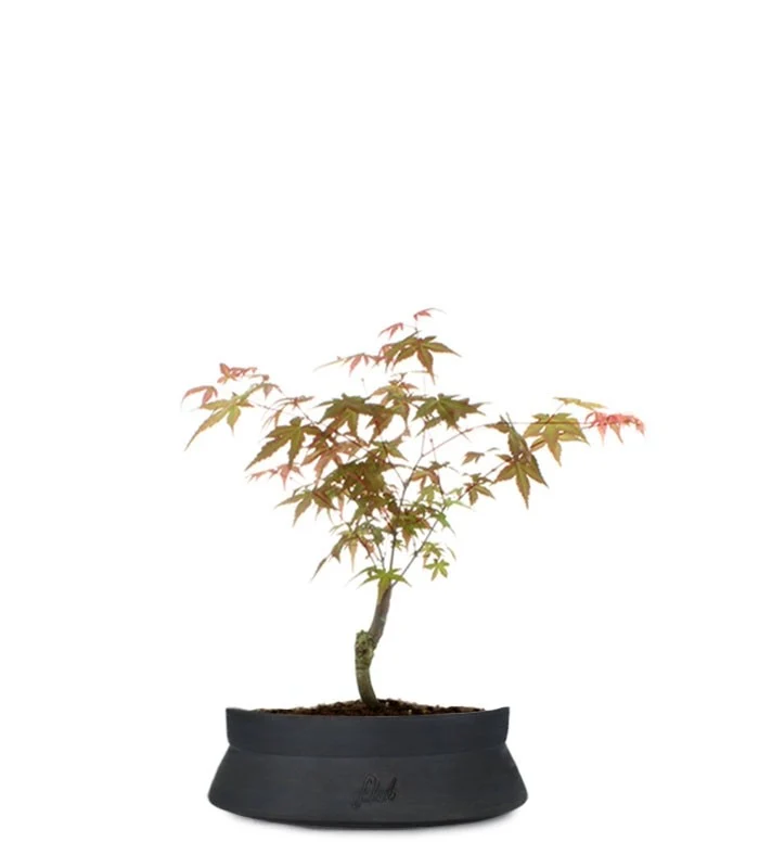 Acero Maiko S