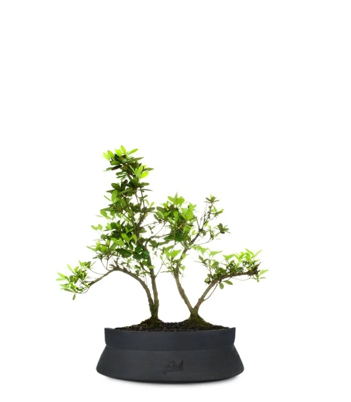 Azalea boschetto