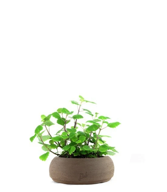 Incenso variegato