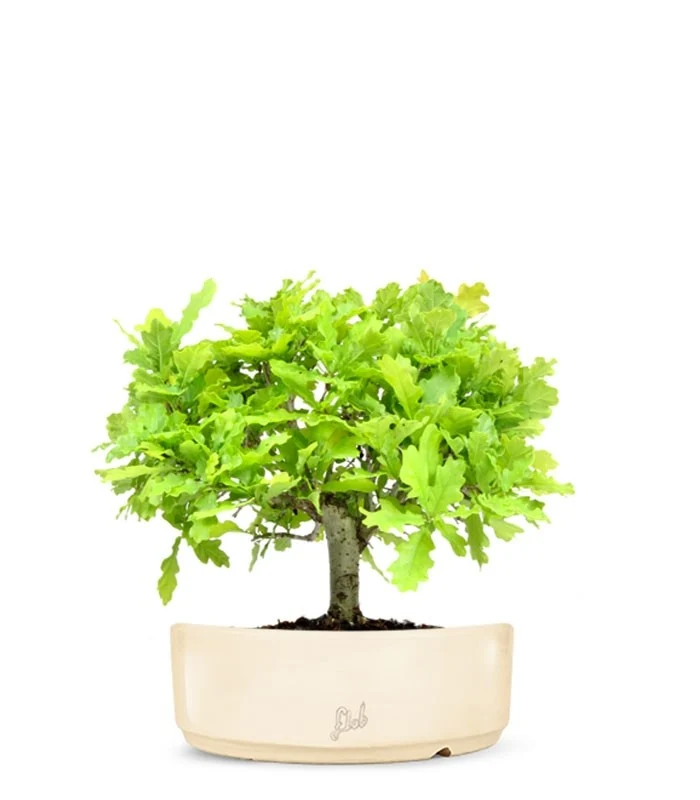 Quercia