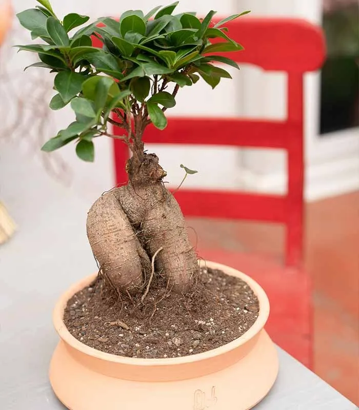 Ficus Ginseng S