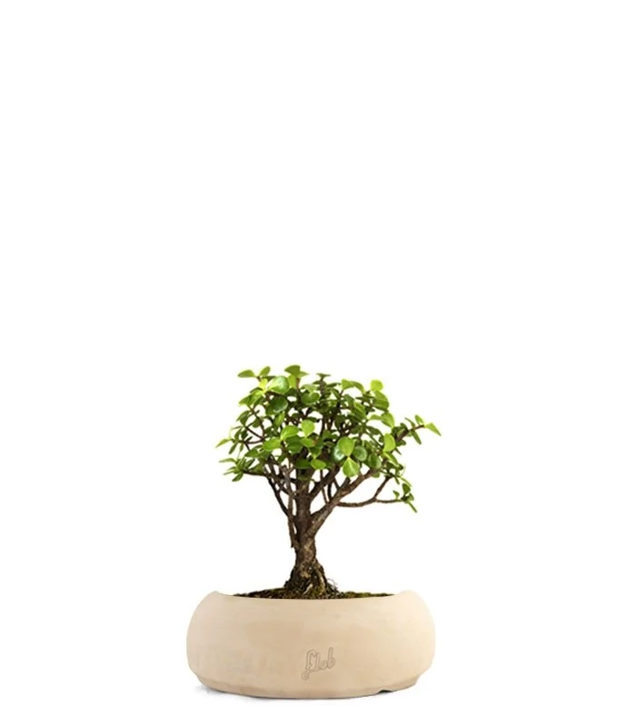 Portulacaria S Bonsai