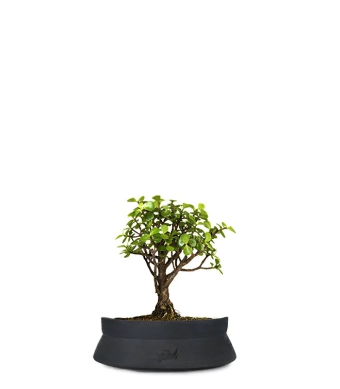 Portulacaria S Bonsai
