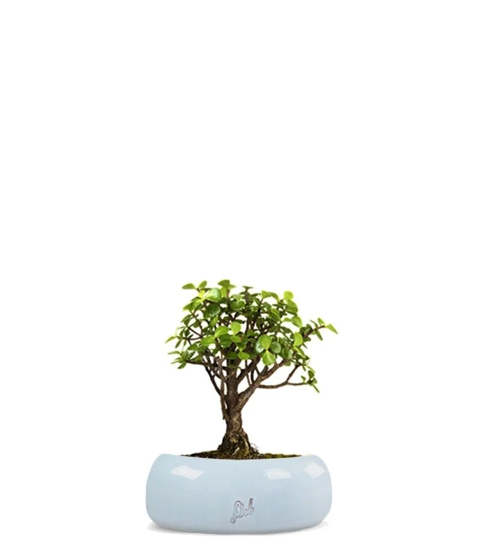 Portulacaria S Bonsai