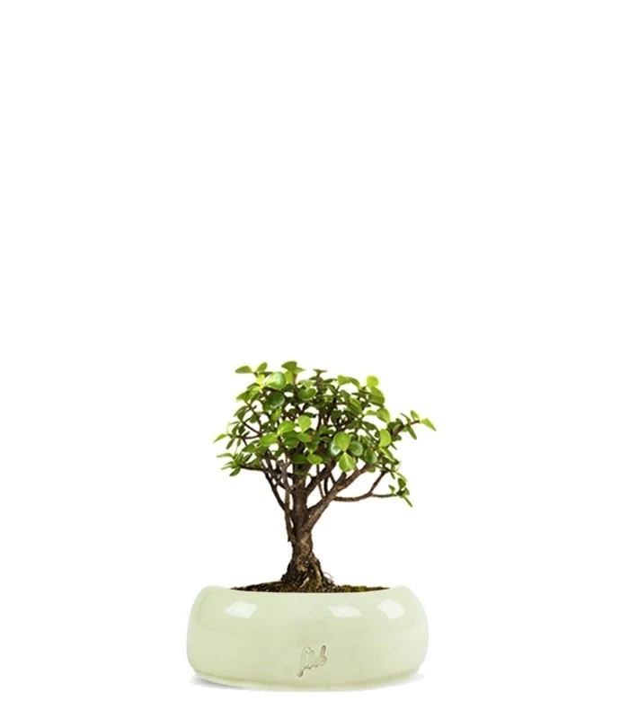 Portulacaria S Bonsai