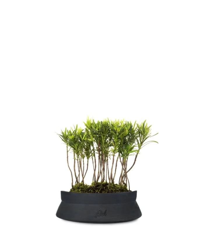 Podocarpus Boschetto S