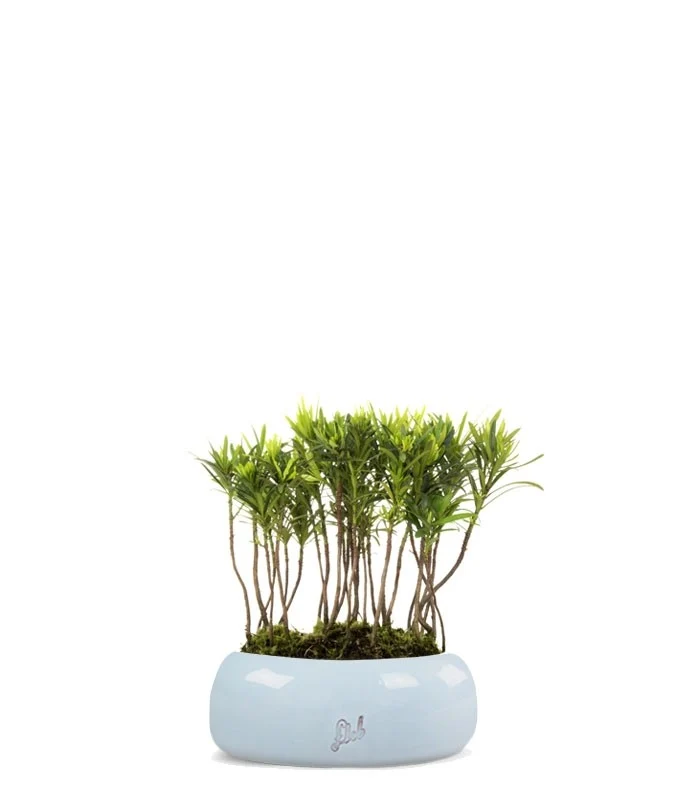 Podocarpus Boschetto S
