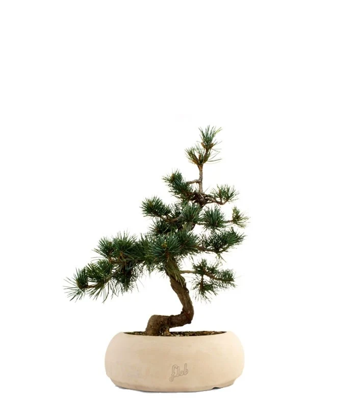 Pinus Pentaphilla M