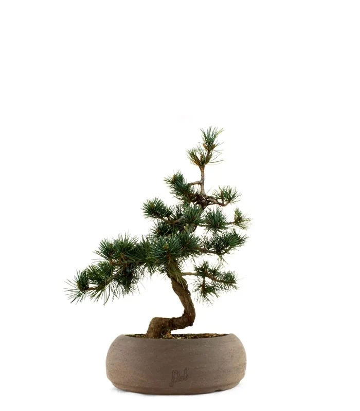 Pinus Pentaphilla M
