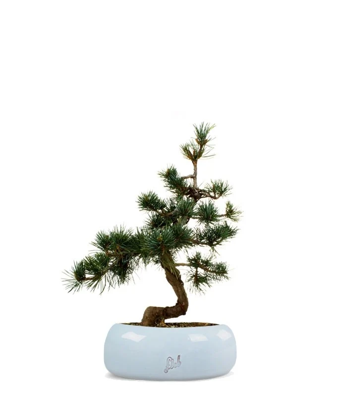 Pinus Pentaphilla M